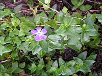 Pervenche (1) (Photo F. Mrugala)